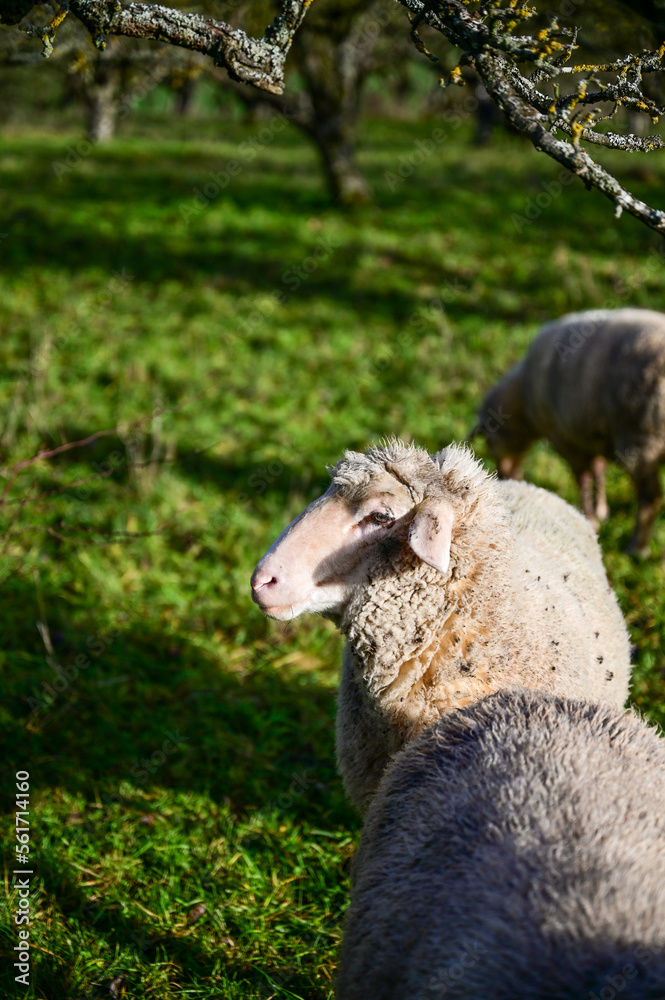 Obraz premium Schafe auf einer grünen Wiese einer Steuobstwiese