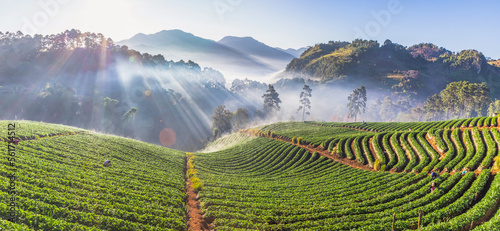 Strawberry farm in mountain misty morning sunrise at doi angkhang thailand photo