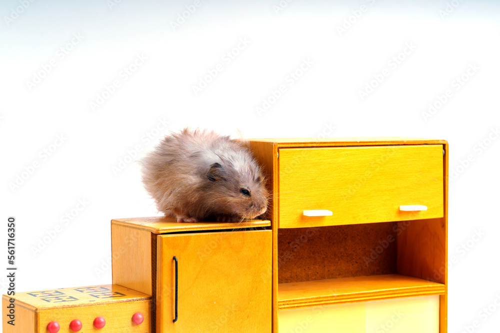 Obraz premium Long-haired Syrian hamster of gray color on toy wooden furniture
