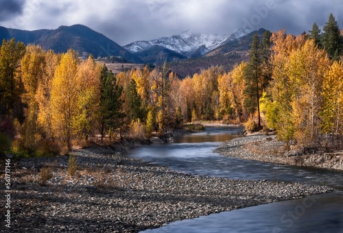 Autumn yellow trees by the river. Colorado. United States