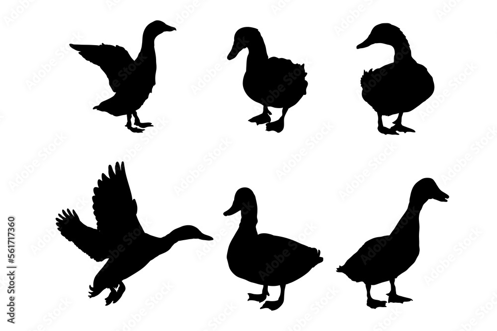 Fototapeta premium Set of silhouettes of ducks vector design