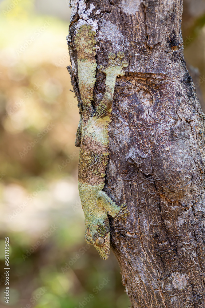 Uroplatus sikorae, mossy leaf-tailed gecko or the southern flat-tail gecko, is species of Cites protected endemic lizard in the family Gekkonidae. Ranomafana National Park, Madagascar wildlife animal. Uroplatus sikorae, mossy leaf-tailed gecko or the southern flat-tail gecko, is species of Cites protected endemic lizard in the family Gekkonidae. Ranomafana National Park, Madagascar wildlife animal.