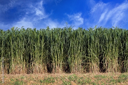 Sugar cane fields on a clear day