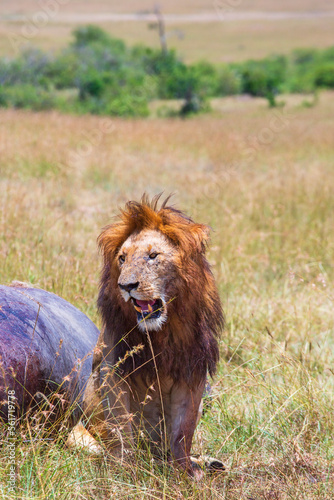 Big male lion sitting on the savanna and looking