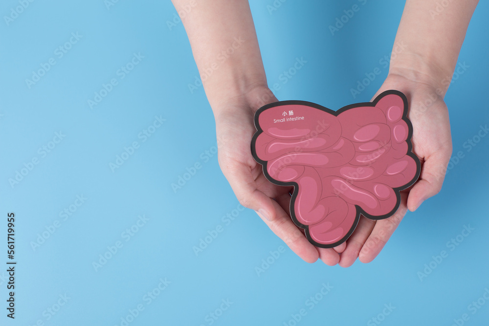 Holding a model of the small intestine, a human organ Holding a model of the small intestine, a human organ