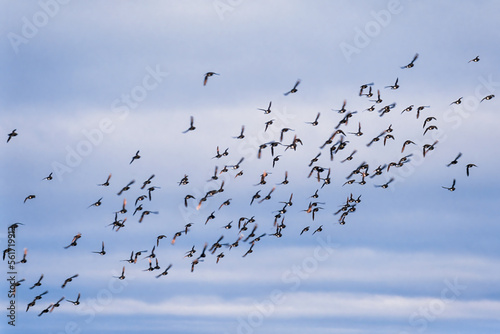 Flock of little auk flying in the sky photo