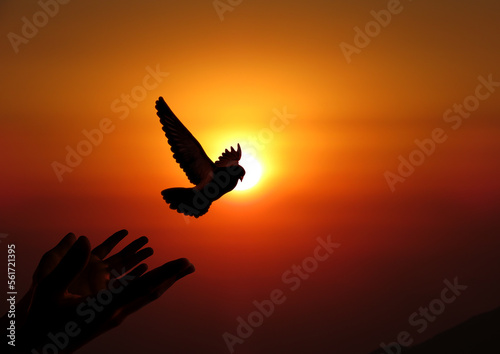 Bird flying from an open hand for freedom, freedom concept, concept of liberty found, hope concept, bird set free.