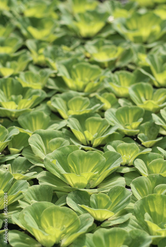 Water lettuce growth closeup background