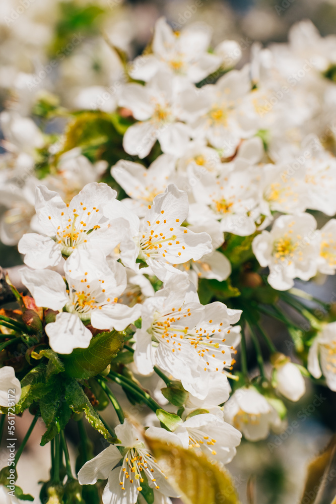 Blossom orchard. Blooming tree. Spring beauty. Cherry branches with white flowers blur macro shooting. Blossom orchard. Blooming tree. Spring beauty. Cherry branches with white flowers blur macro shooting.
