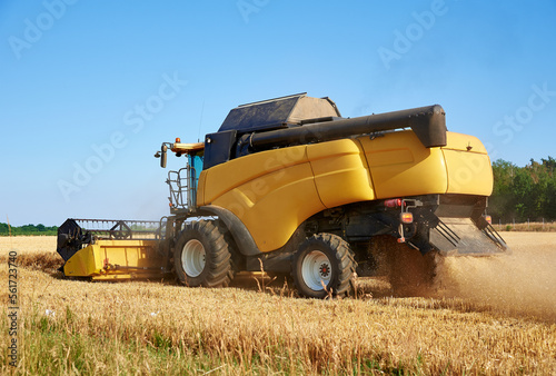 Combine harvester harvesting golden wheat field  harvester working in an agricultural field  harvest season