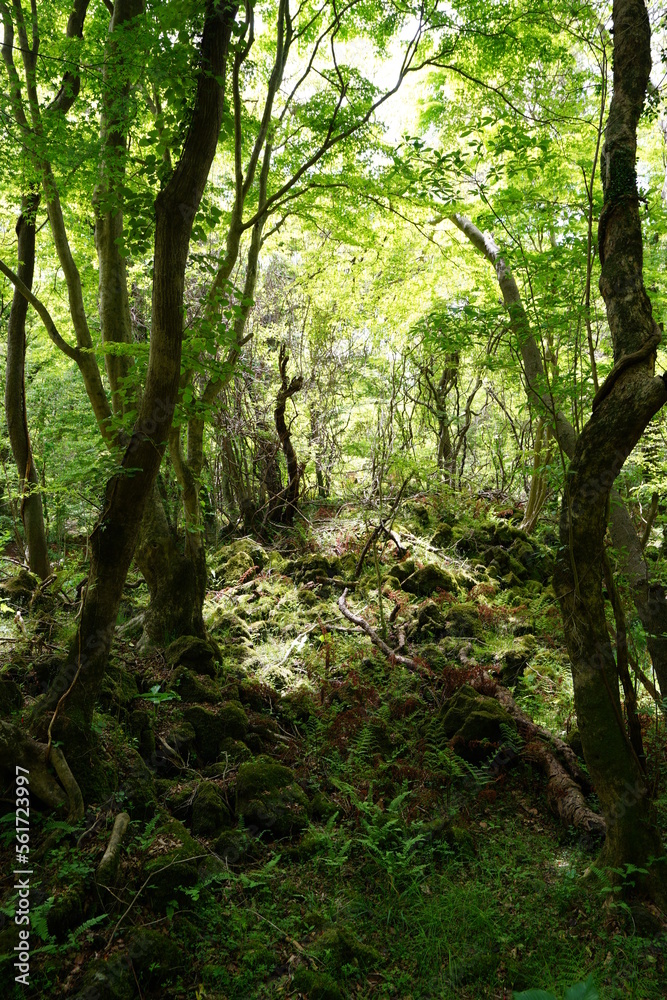 dense primeval forest in spring