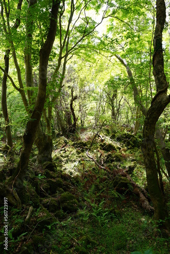 dense primeval forest in spring