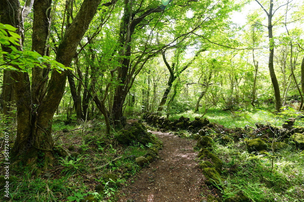 Fototapeta premium refreshing spring forest in the sunlight