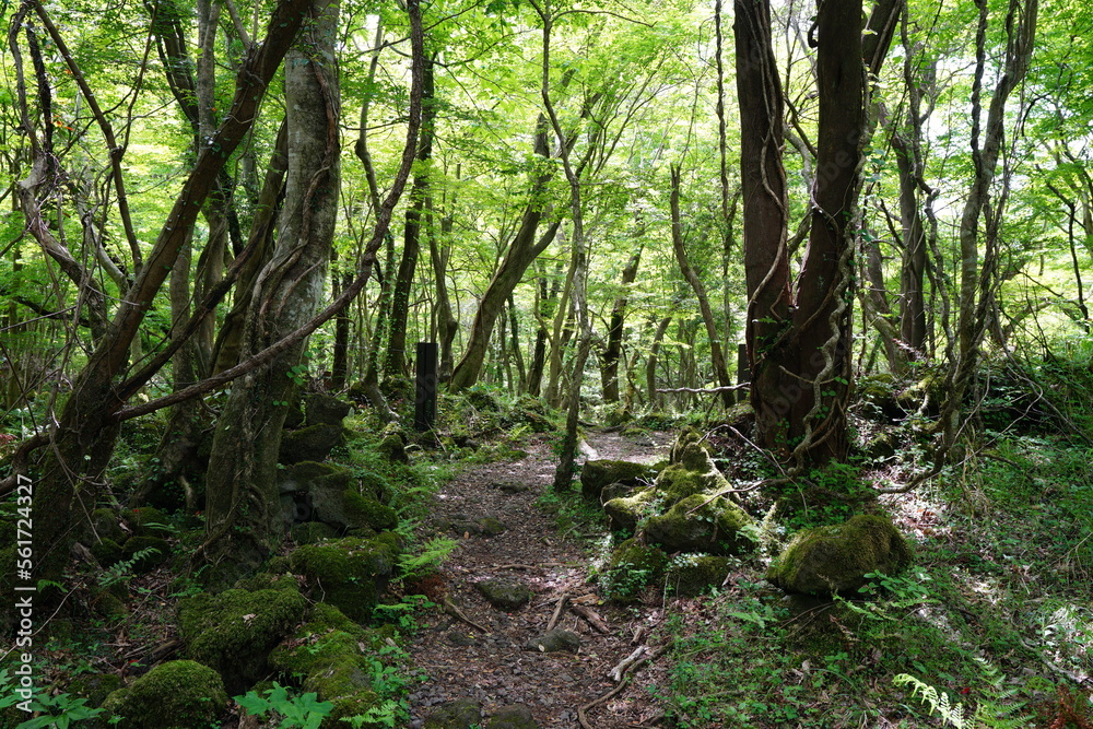 Fototapeta premium spring path through mossy rocks and old trees