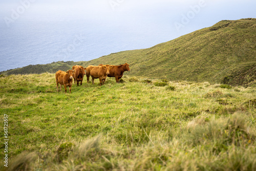 Cattle standing on a hilly meadow near the sea in the Azores © photoschmidt