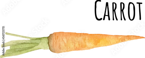 Watercolor illustration of orange carrot. Fresh raw vegetables. Carrot lover illustration