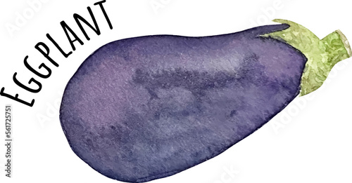 Watercolor illustration of purple eggplant. Fresh raw vegetables. Eggplant lover illustration