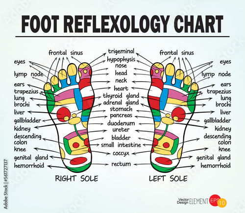 Foot reflexology , vector illustration