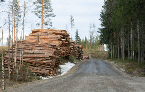 Piling of coniferous trees at the side of a road in sweden in springtime