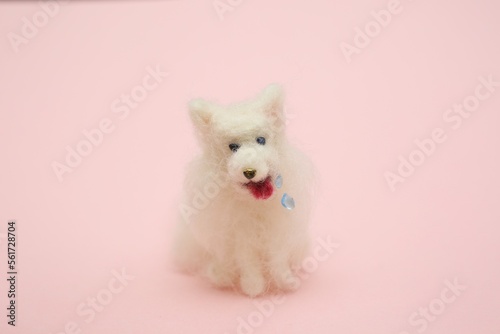 white pomeranian dog