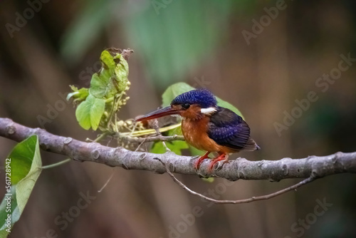beautiful of a blue-eared kingfisher