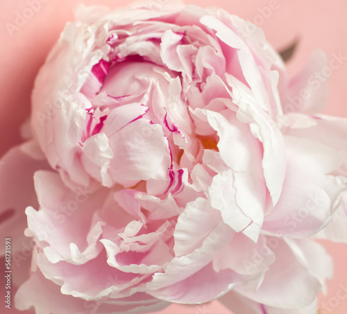 Pink peony flower. Macro of pink rose. Pink aesthetic. Closeup of blooming flower and petals. Pastel rose colors. Soft color peony flower. Spring bouquet. Natural background. Love  romantic  valentine