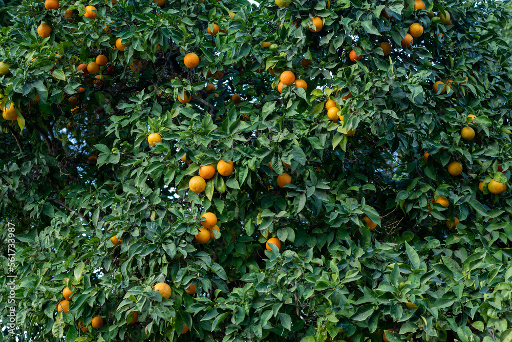 orange tree with fruits in the garden, background orange tree with fruits in the garden, background