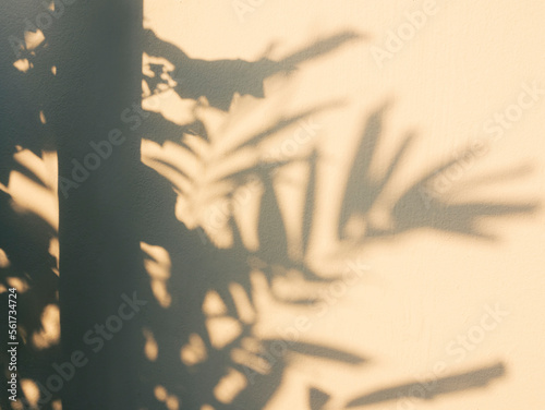 Tree leaves shadow on wall sunlight shade Nature Abstract background