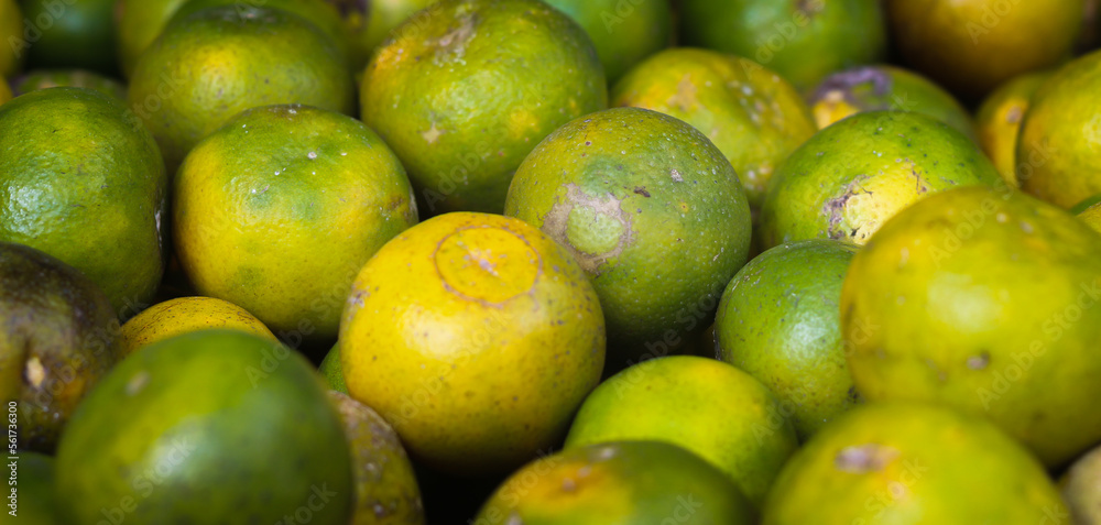 A group of fresh local orange fruits with green color A group of fresh local orange fruits with green color