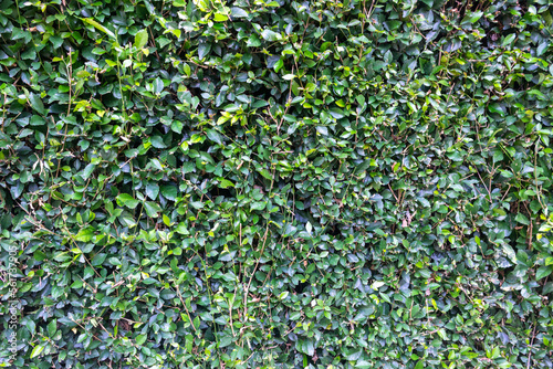 close up green leaf wall hedgerows © kurniawaneka