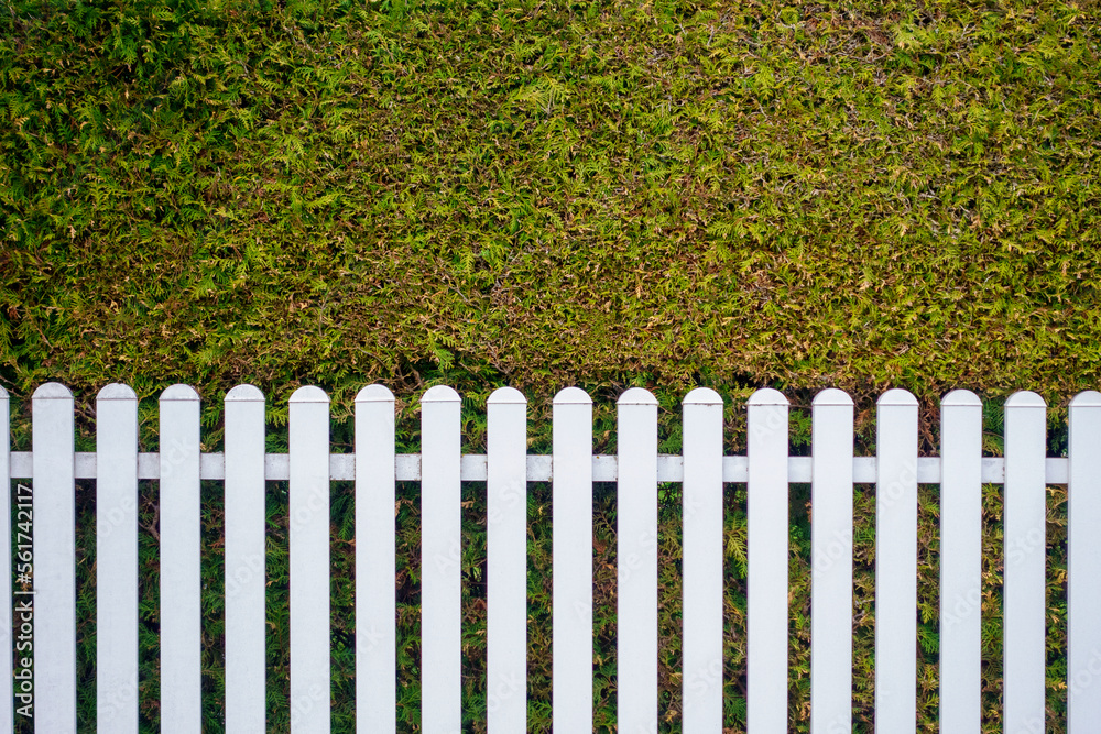 White fence in front of hedge White fence in front of hedge
