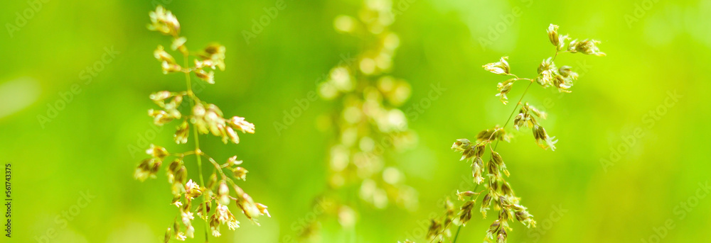 Grassland background in summer nature Grassland background in summer nature