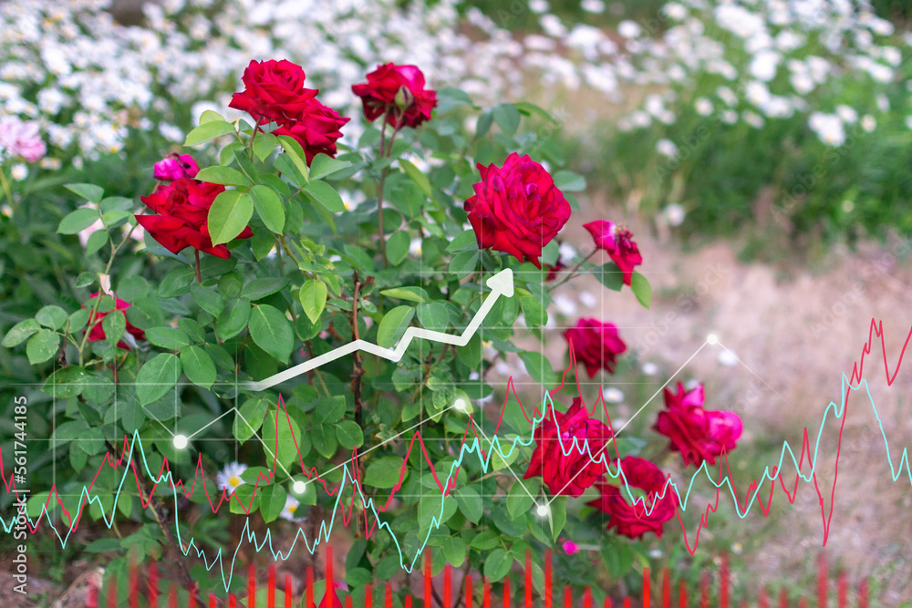 Blooming red rose flowers close up on green garden background. Sales chart, flower business