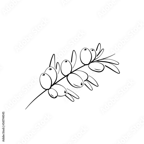 Sea buckthorn branch. Hippophae berries with leaves. Vector illustration