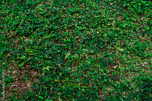 Wall covered with green climbing plant. Natural gray-green background. The wall is covered with greenery. 