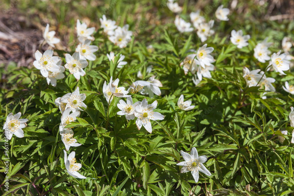 Anemone nemorosa close-up photo with selective soft focus