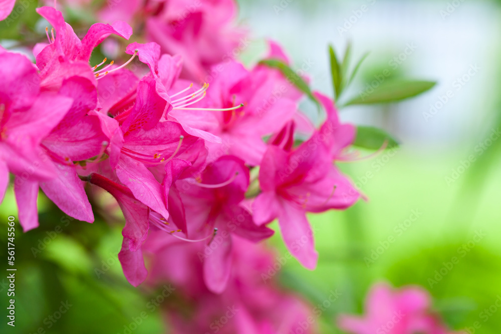 Pink flowers of Rhododendron indicum, close up photo Pink flowers of Rhododendron indicum, close up photo