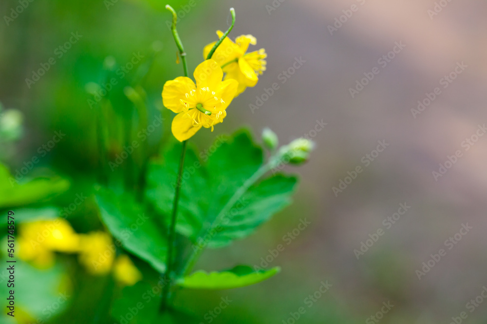 Yellow flowers of Chelidonium majus, the greater celandine Yellow flowers of Chelidonium majus, the greater celandine