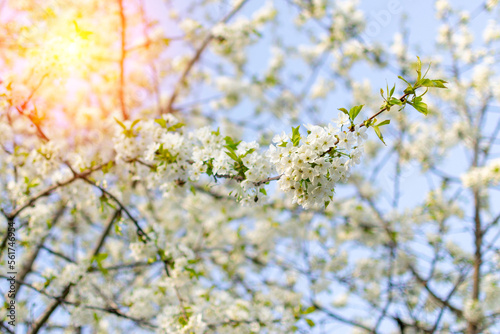 White flowering tree close-up. Cherry tree branch blossom. Selective focus. Floral springtime scene concept
