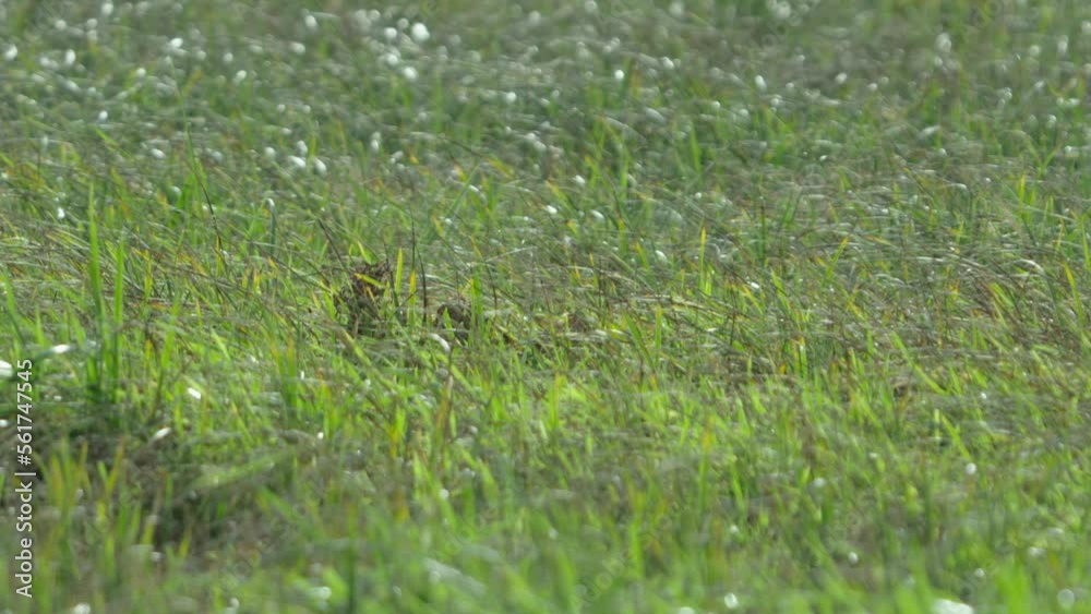 Fresh spring green grass dancing in the light wind. Fresh spring green grass dancing in the light wind.