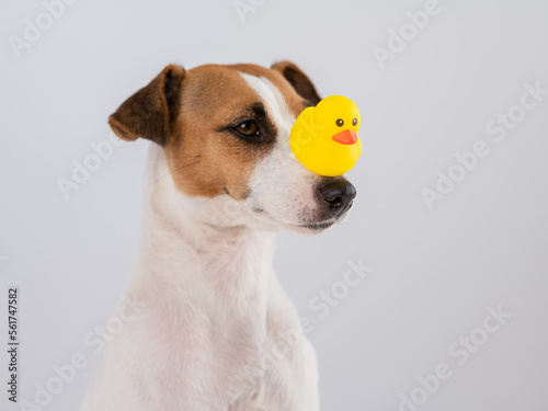 Jack Russell Terrier dog with a rubber duck on his nose.  © Михаил Решетников
