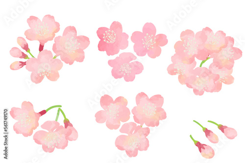 水彩タッチの桜のイラスト素材