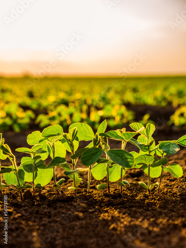 Obraz na plátně Green soybean plants in the field at the vegetative stage of growth, with young