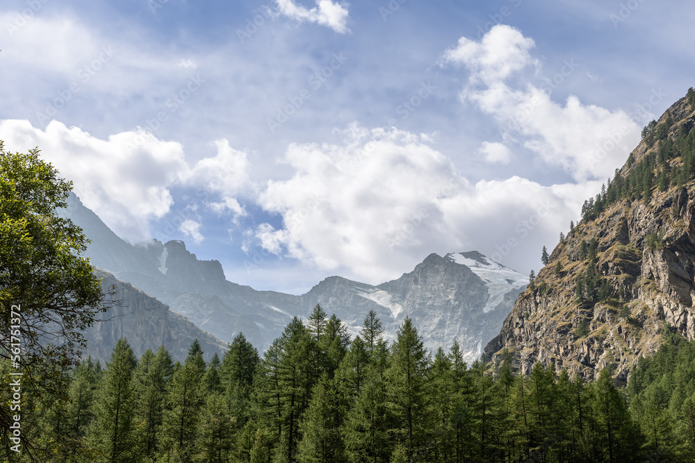 Alpine gorge overgrown with dense evergreen pine forest, snow-capped mountain peaks under white clouds, Aosta Valley, Italy
