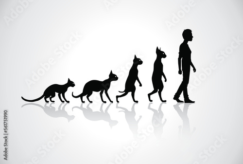 funny evolution from cat to human