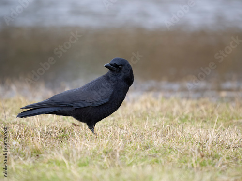 American crow, Corvus brachyrhynchos