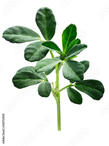 Fenugreek (Trigonella foenum-graecum) plant with leaves isolated png