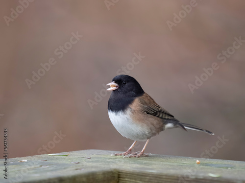 Dark-eyed junco, Junco hyemalis