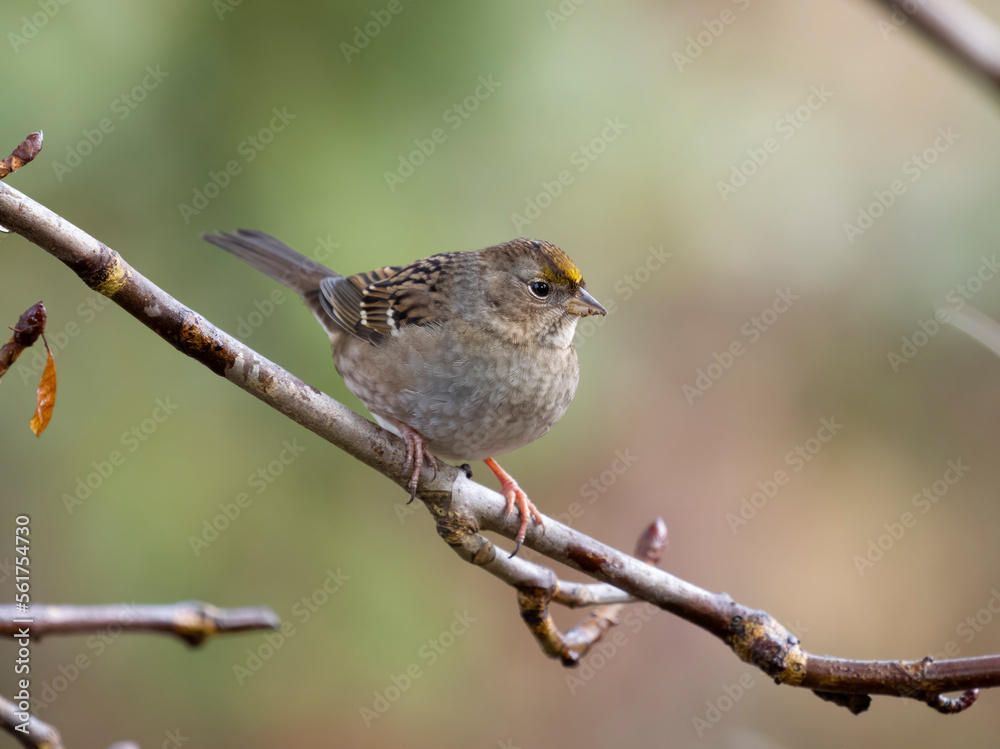 Fototapeta premium Golden-crowned sparrow, Zonotrichia atricapilla