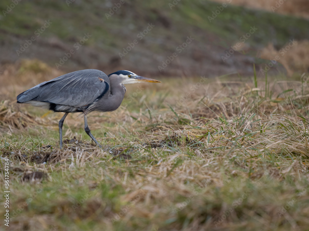 Fototapeta premium Great-blue heron, Ardea herodias